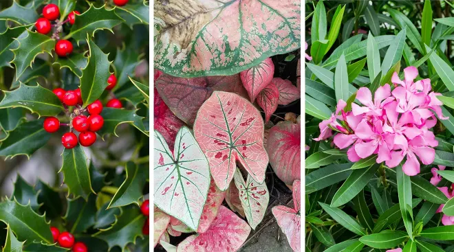 Ivy flowers at different stages of bloom. a Flowers have not yet