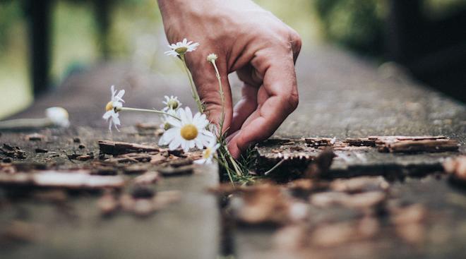 person picking flowers that have sprouted through the sidewalk