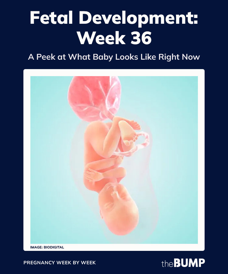 36 weeks pregnant baby development