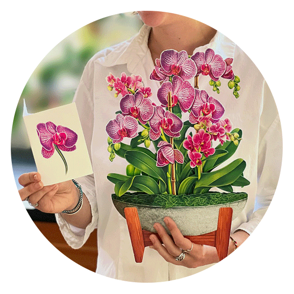 Fresh Cut Paper Orchid Oasis