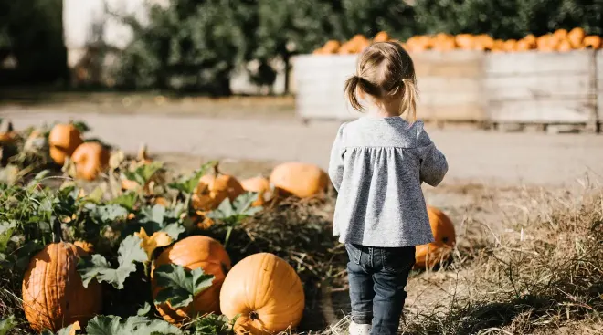 toddler walking in pumpkin patch