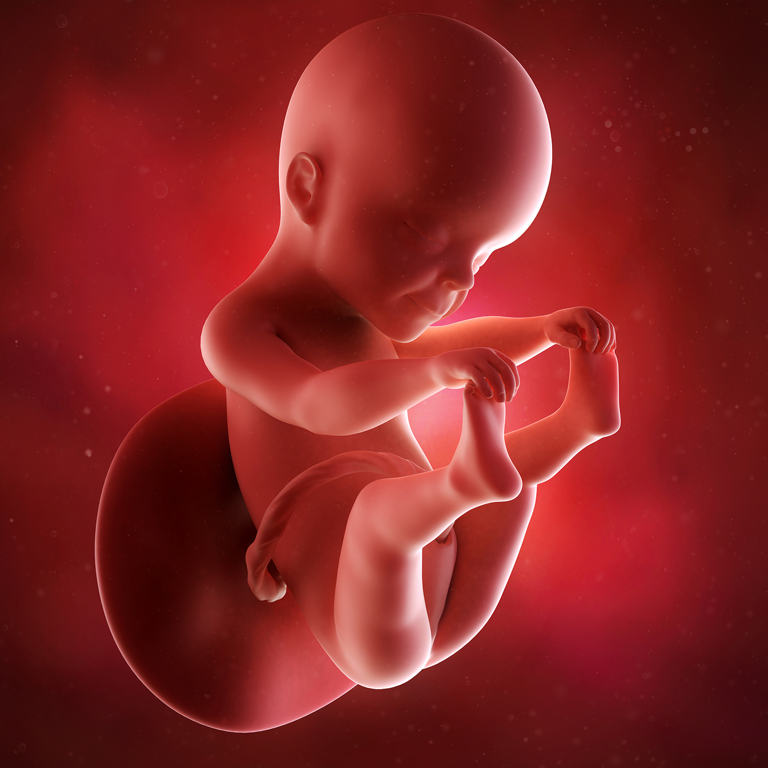 26 недель ощущения. Эмбрион на 25 неделе беременности. Плод на 25 неделе беременности. Малыш в утробе на 25 неделе беременности. Малыш на 25 неделе беременности.