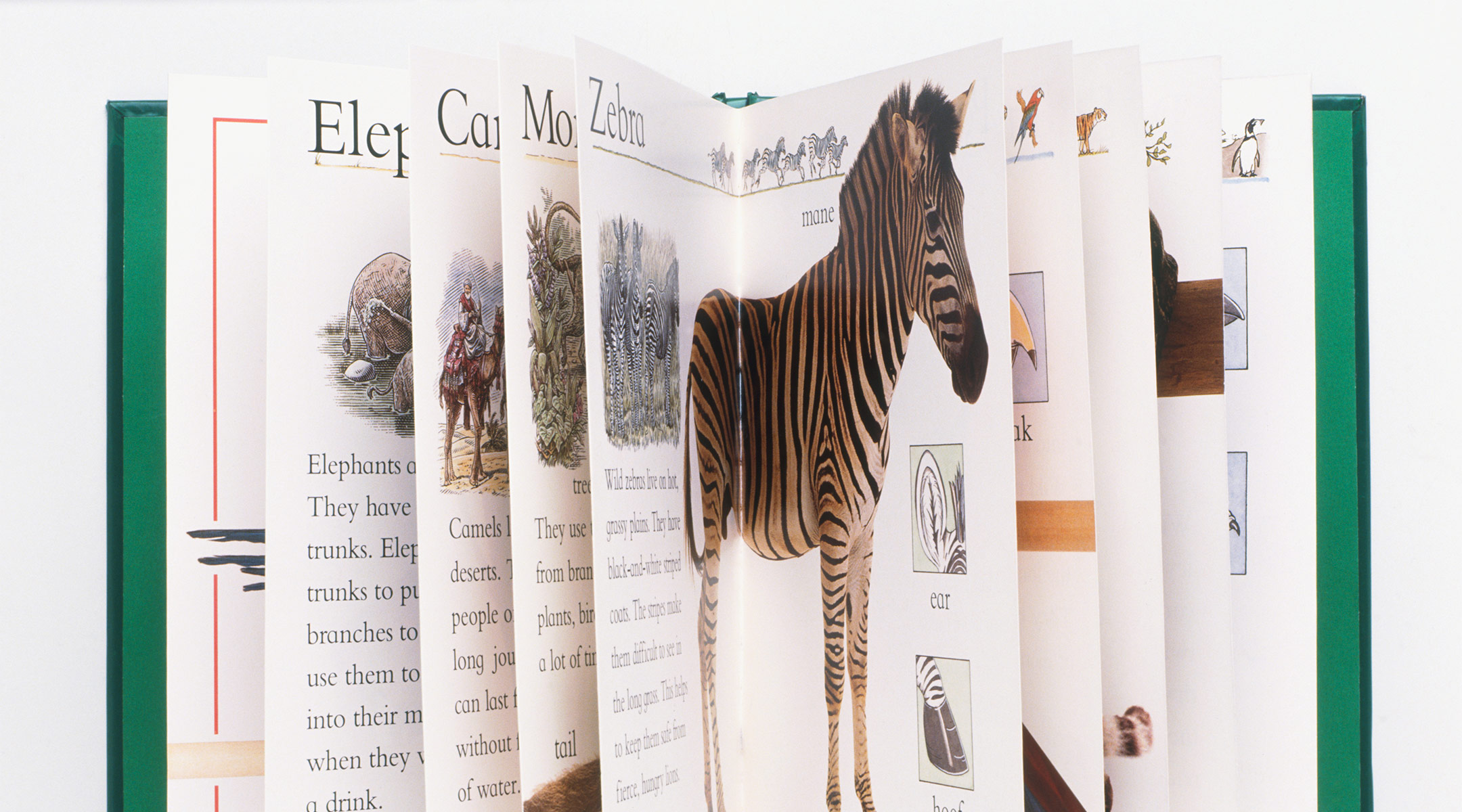 open children's book showing a zebra