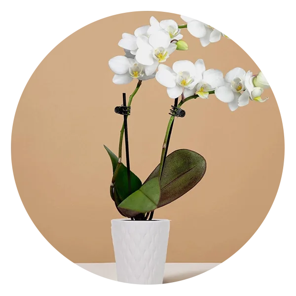 The Sill Mini Orchid