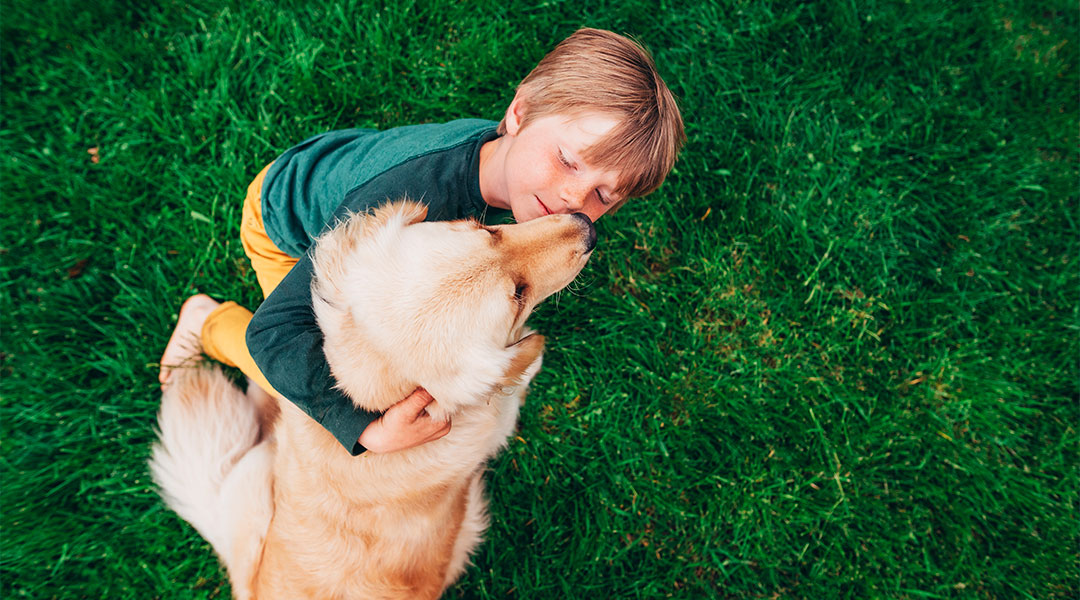 boy hugs golden retriever dog outside on the grass 