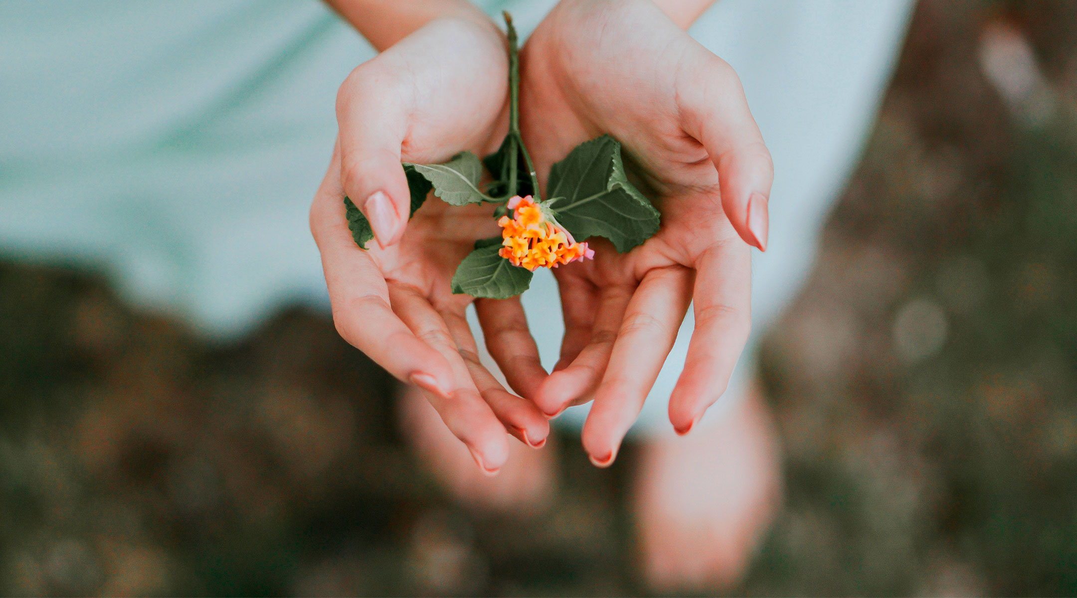woman's hands holding small flowers