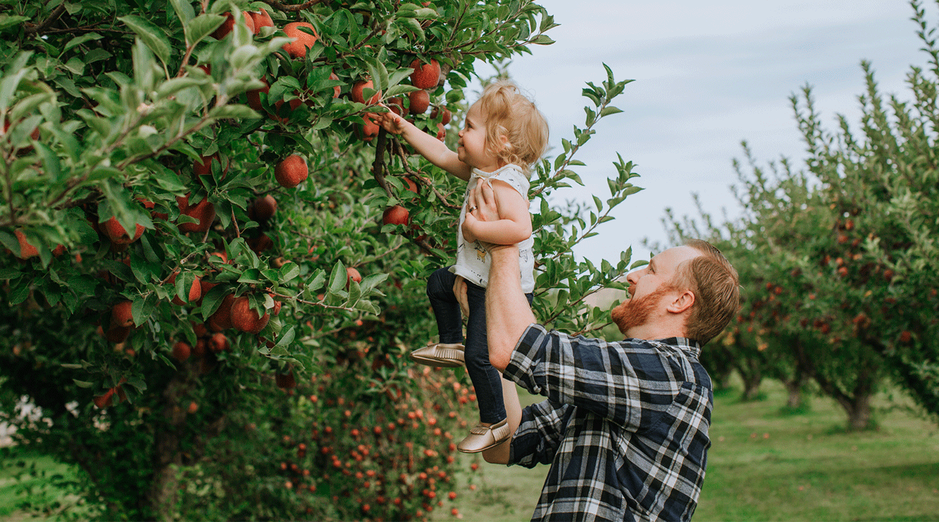 dad helping toddler daughter pick apples from a tree