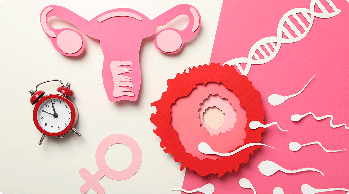 fertilization and ovulation period concept