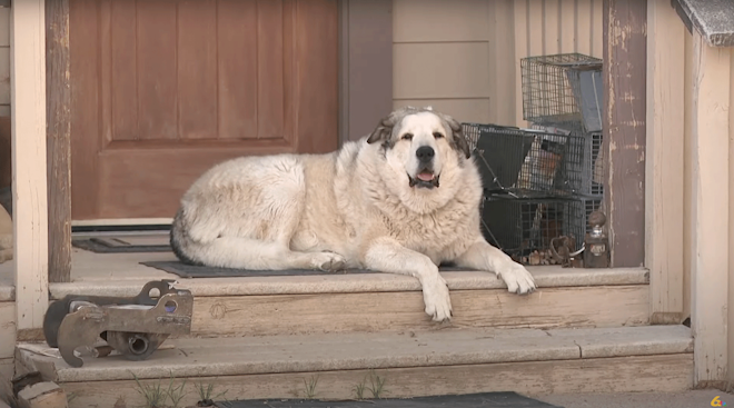 buford the ranch dog sitting on house porch