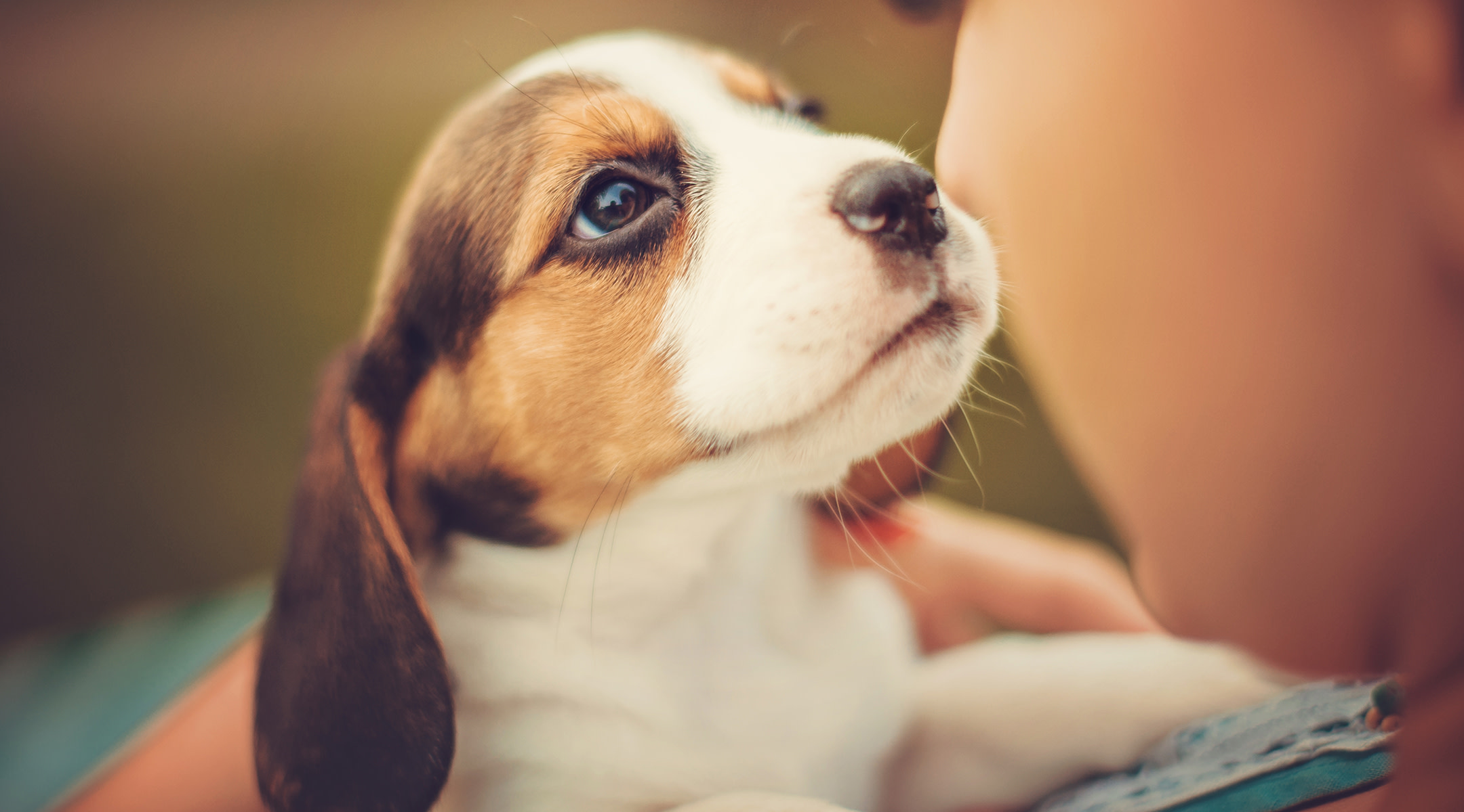 beagle looking up at woman