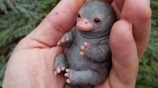 photo of baby platypus that went viral on the internet