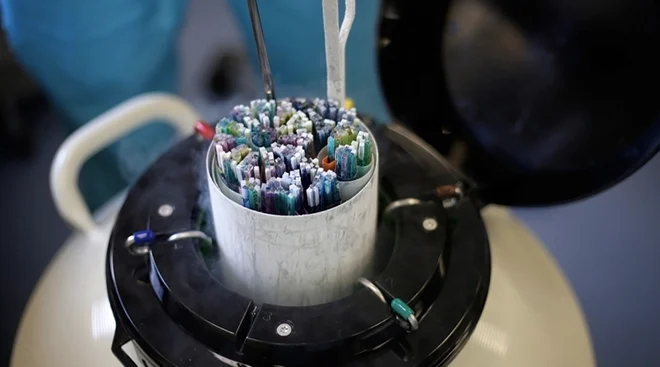 liquid nitrogen straws with frozen embryos and egg cells 