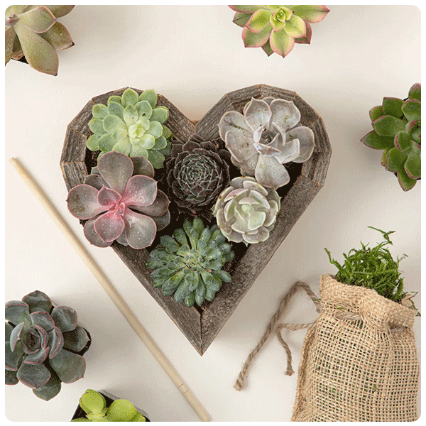 Uncommon Goods Redwood Succulent Heart Kit