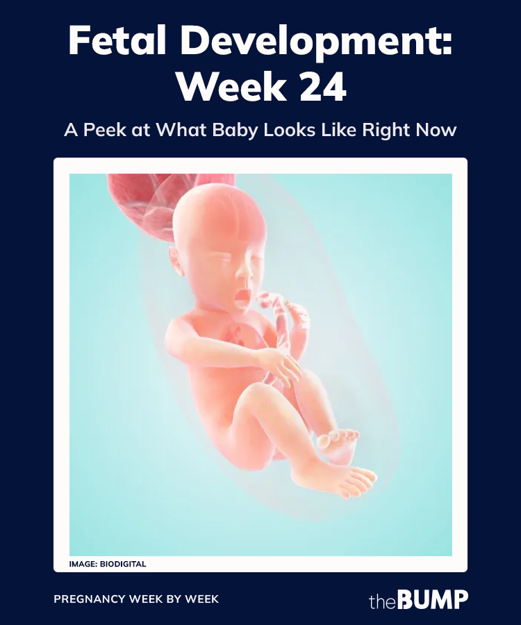 24 Weeks Pregnant: Baby Development, Symptoms and Tips