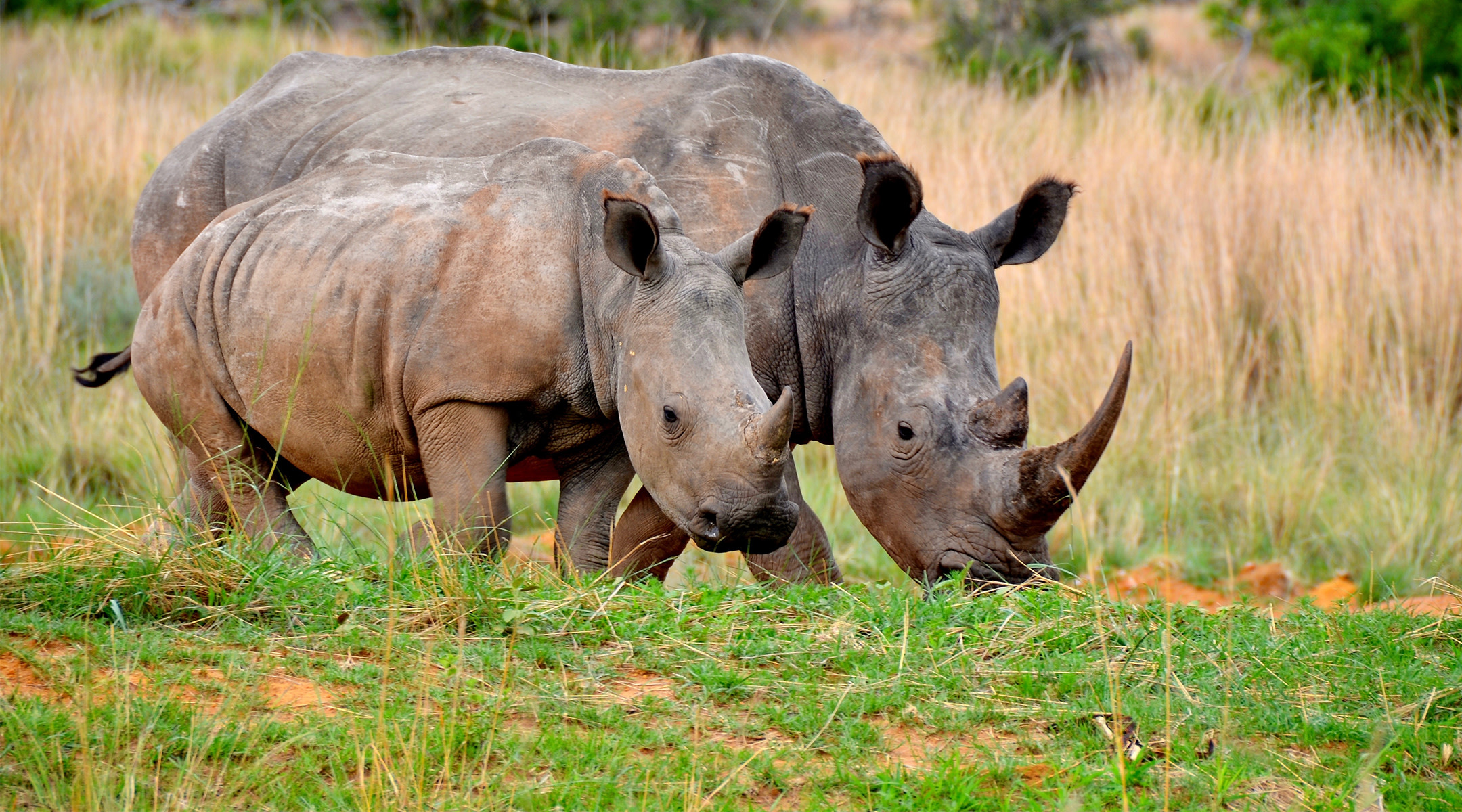 rhino with smaller rhino walking outdoors
