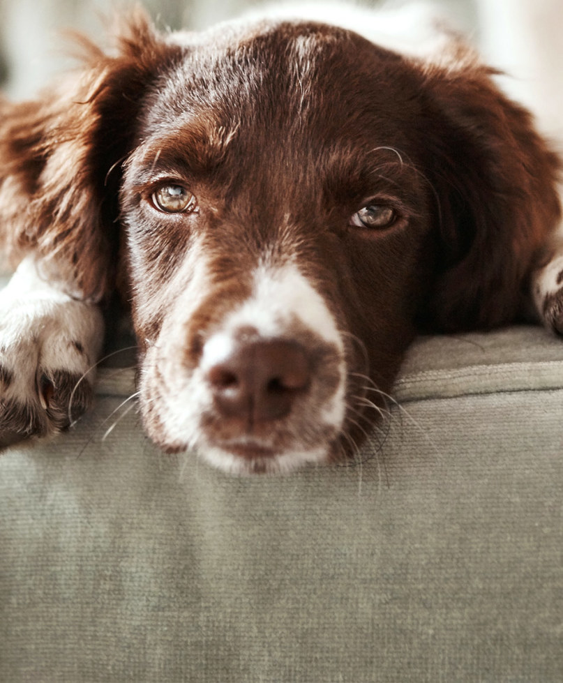 Study: Dogs May Help Scientists Learn More About Male Fertility