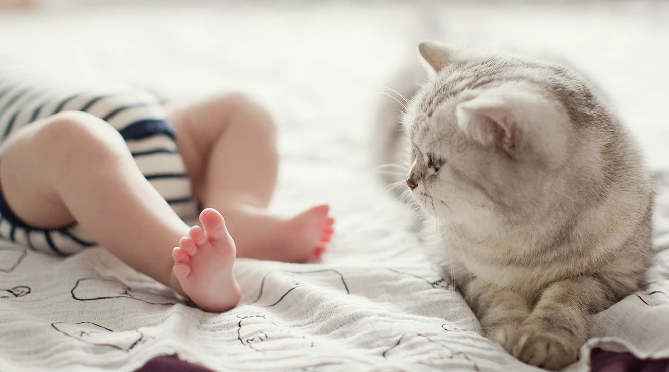 The Family Cat Meets Baby for First Time in Viral Video