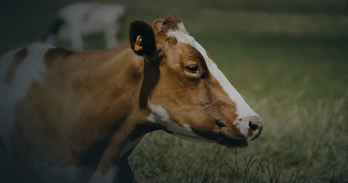 CowManager OG 1200x630