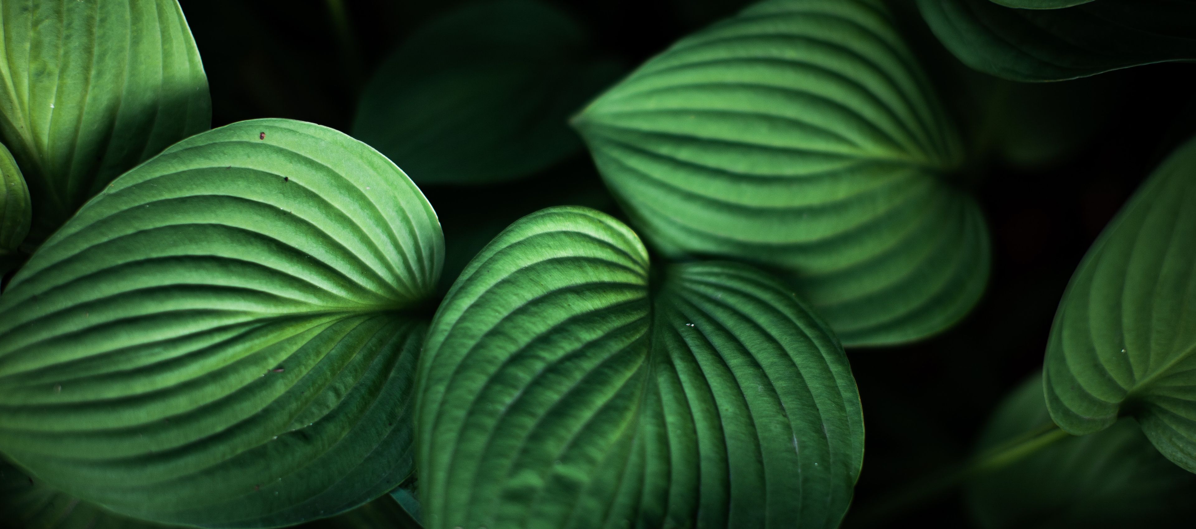 background-garden.jpg