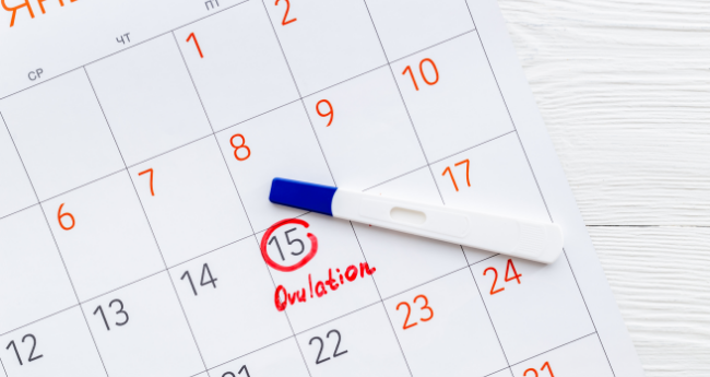 How Long Does Ovulation Last