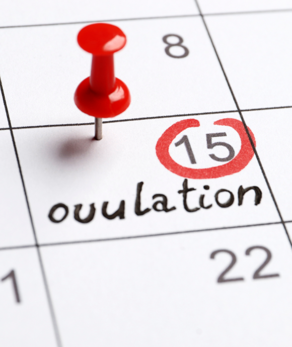 Did I Ovulate or Not? 7 Signs Ovulation is Over