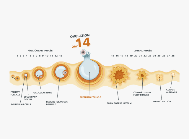 All You Need to Know About Your Ovulation Cycle