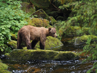 A brown bear fishing in a shallow river