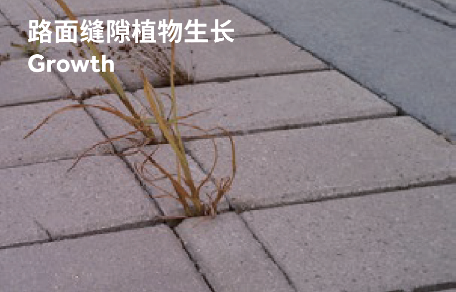 路面缝隙植物生长