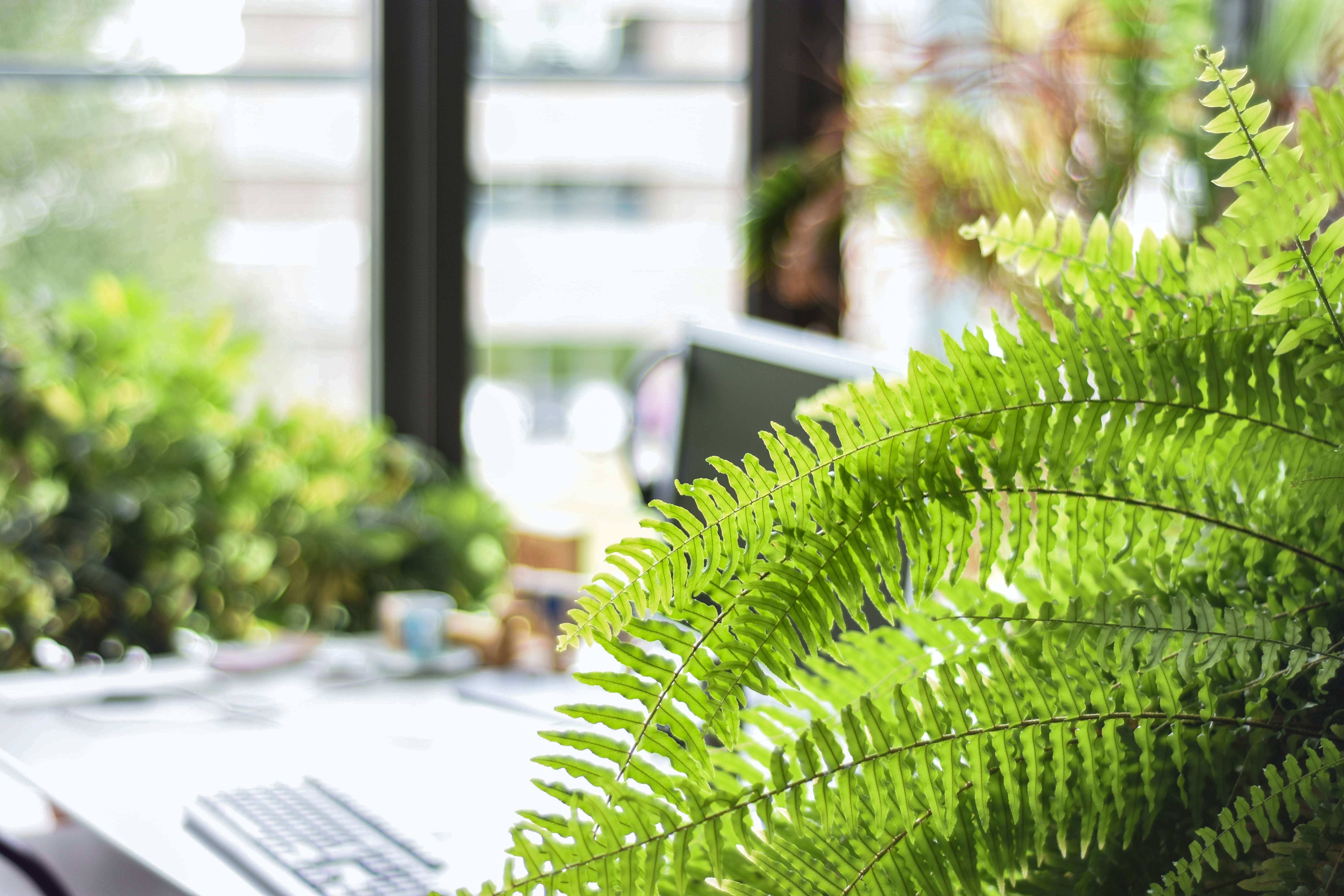 greenery in an officeplace