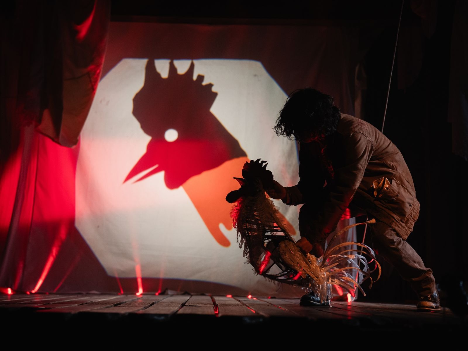 White Rooster: What to expect - 1