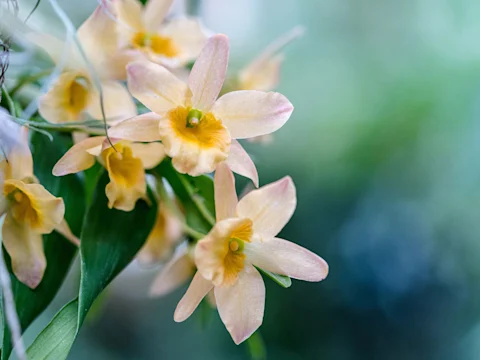 Close-up of pale peach and yellow orchids with green leaves in a soft-focus, blurred background of varying shades of green and blue.