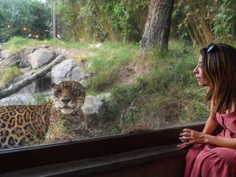 A woman in a pink dress sits by a glass enclosure, observing a jaguar on the other side.