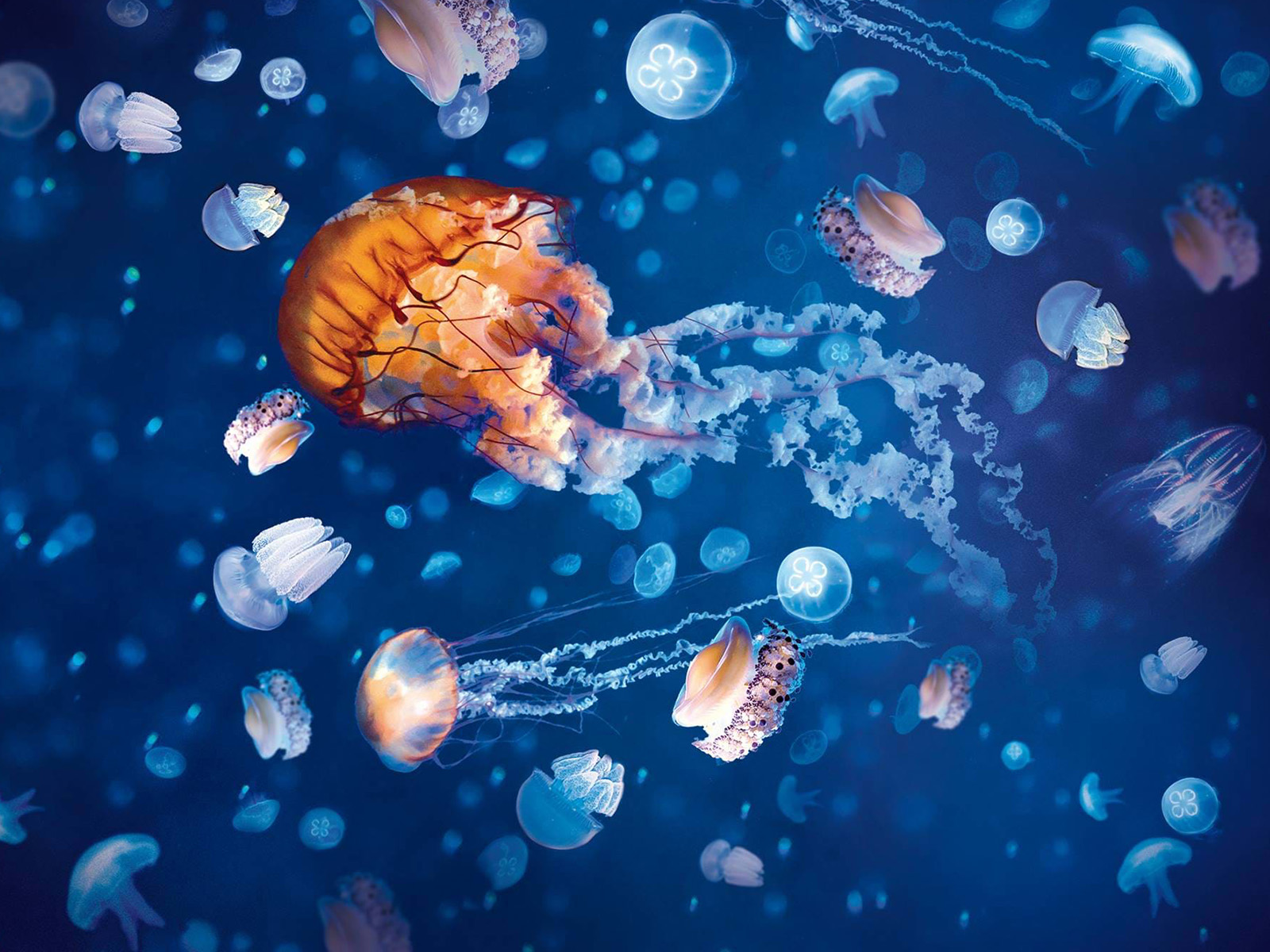 Sea Life London Standard Entry: What to expect - 3