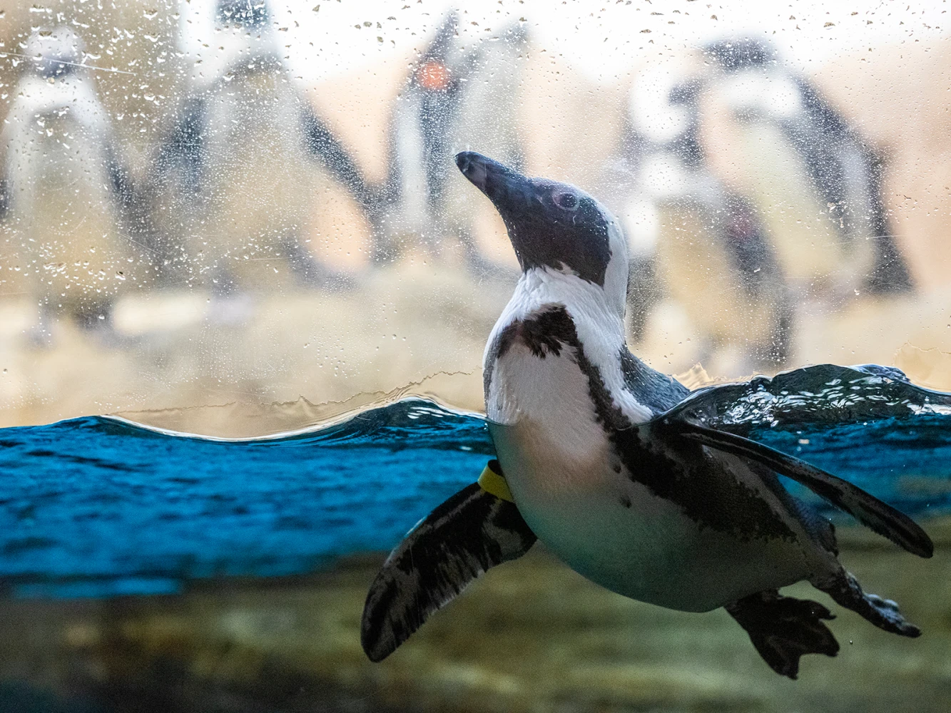 California Academy of Sciences With Steinhart Aquarium Admission: What to expect - 5