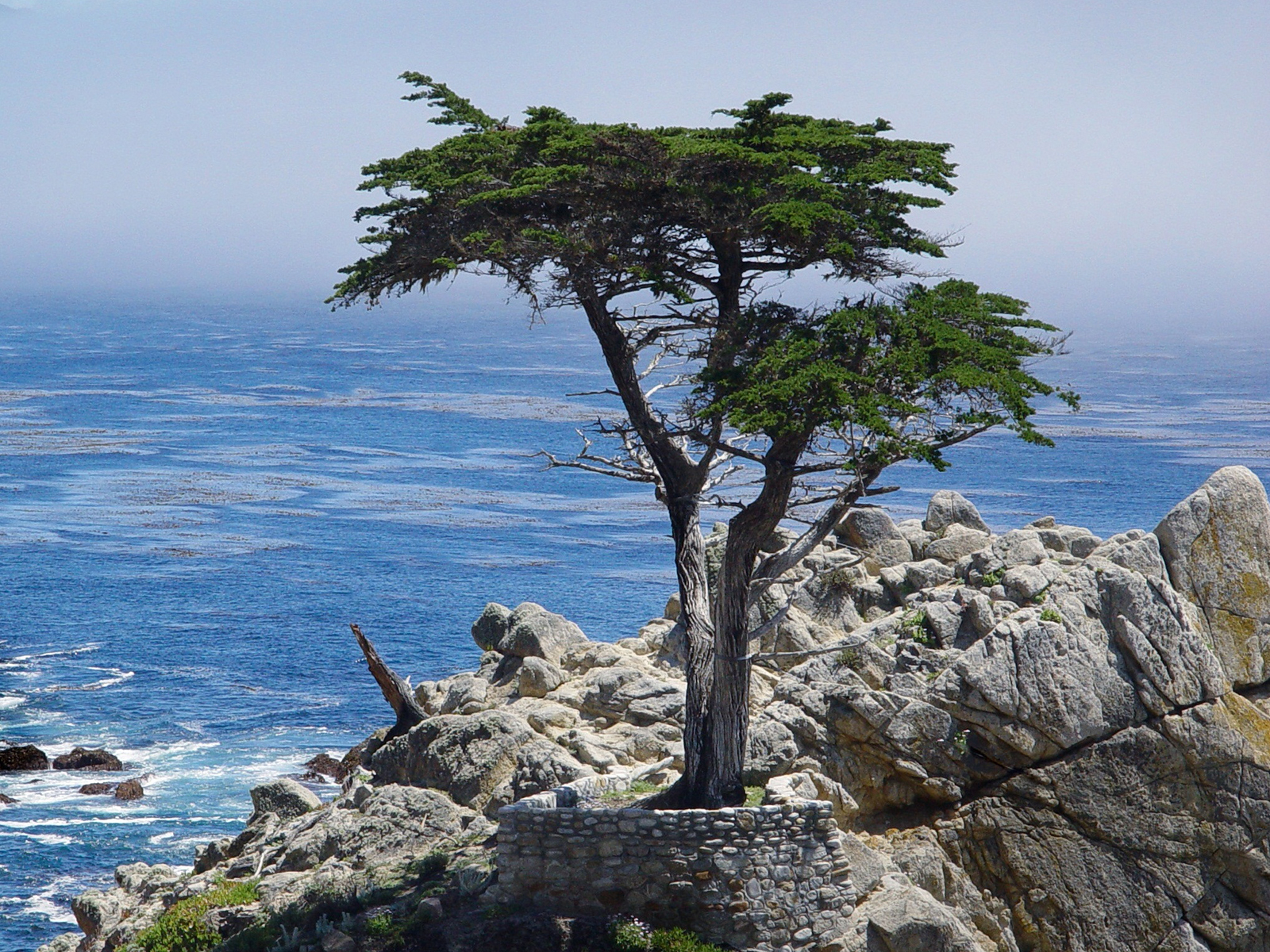Monterey, Carmel & 17-Mile Full Day Tour: What to expect - 4