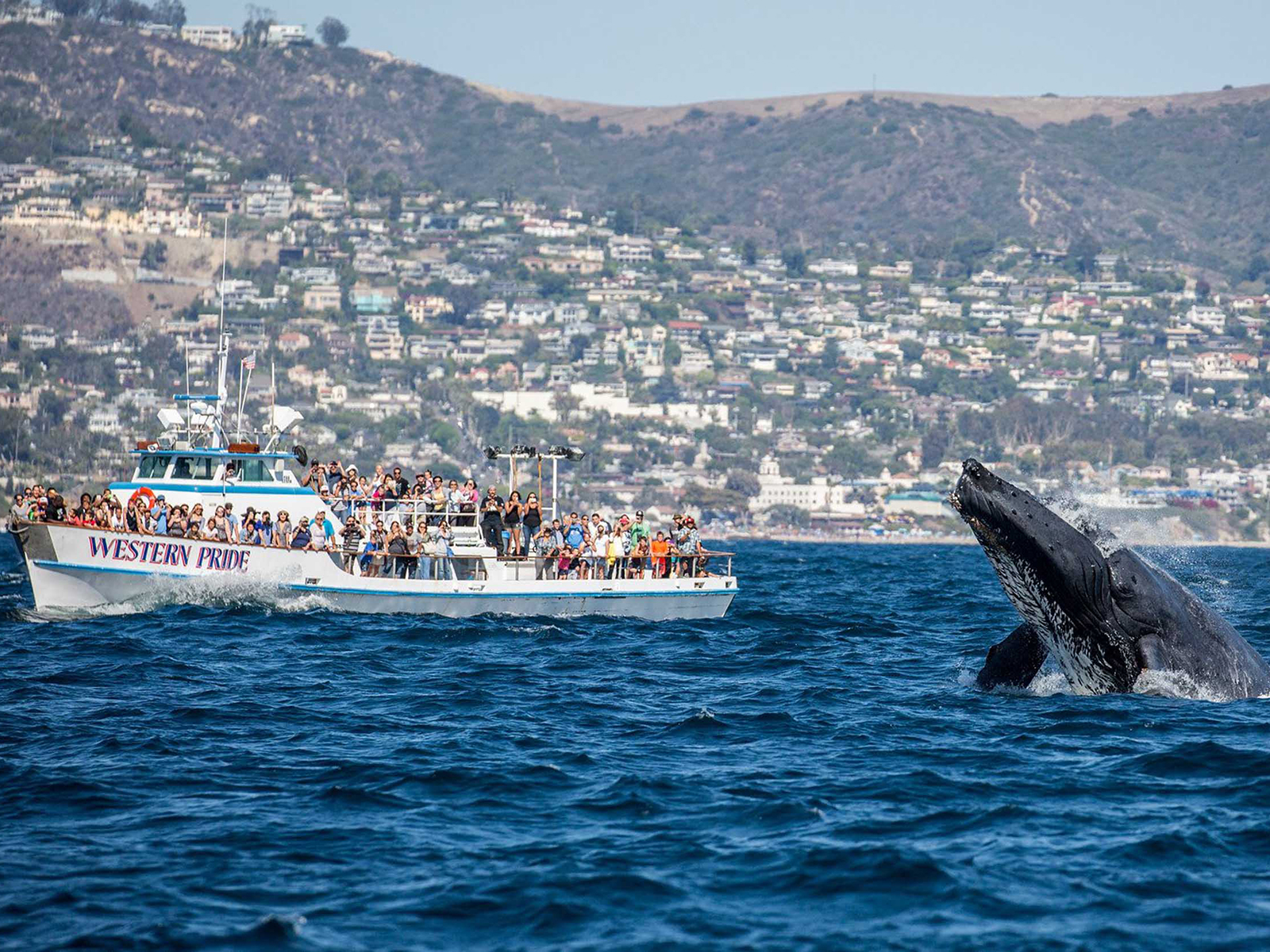 Whale and Dolphin Watching Cruises With Davey's Locker Tickets