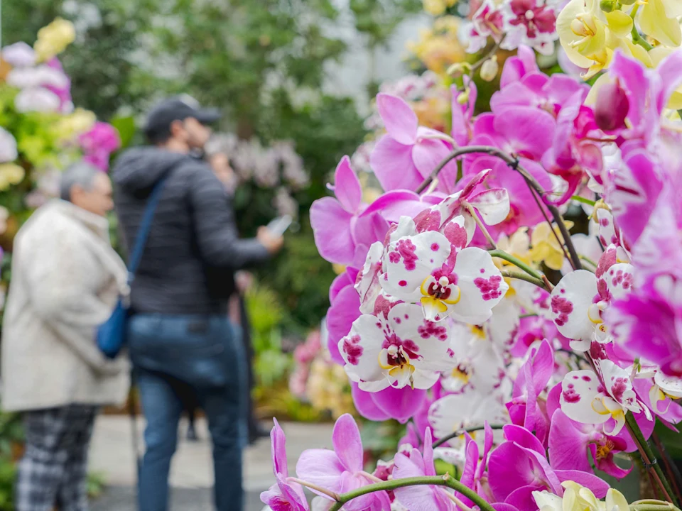 Vibrant orchids in the foreground with blurred figures of people in jackets and a hat in the background at a garden or greenhouse.