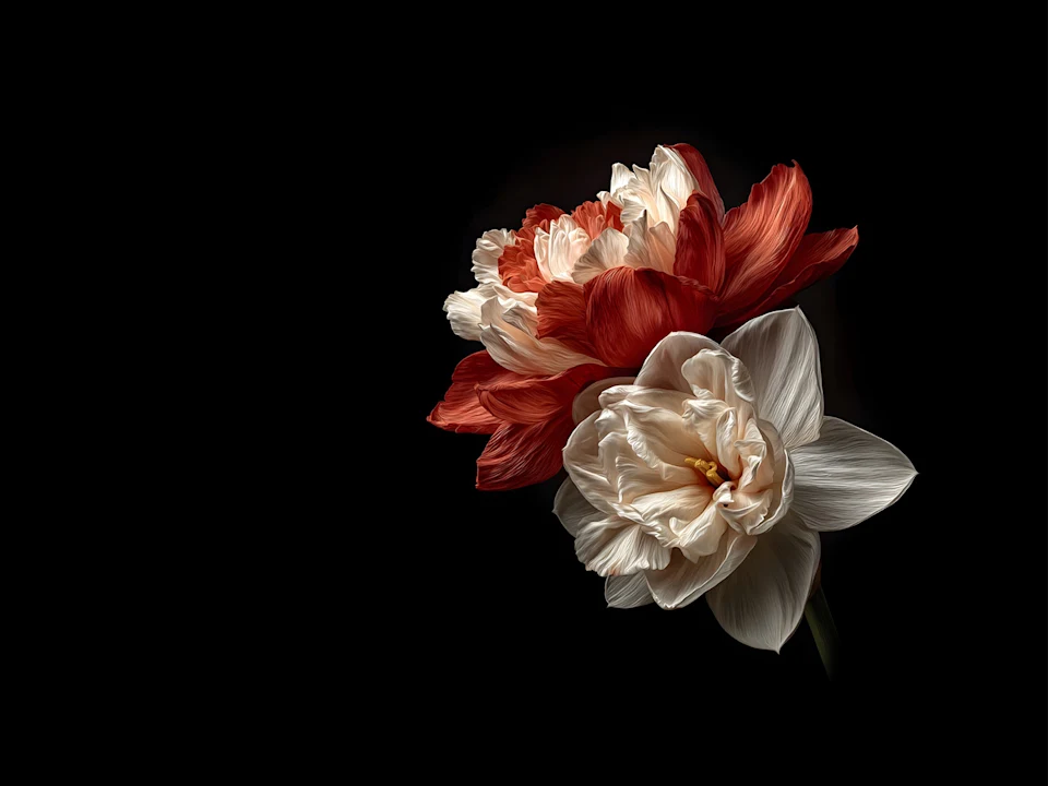 Pinchgut Opera's Concertos & Sonatas: What to expect - 1