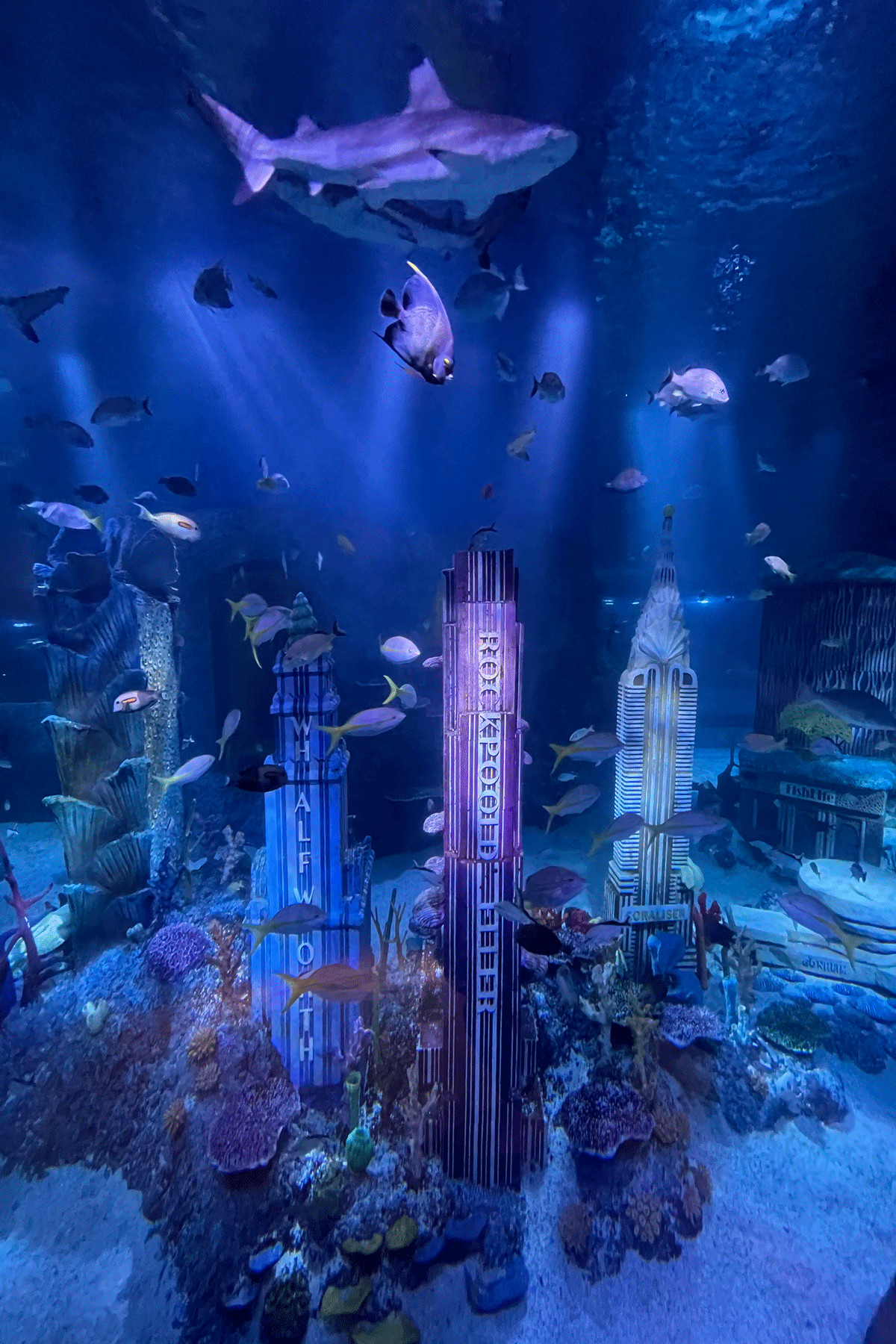 New Jersey SEA LIFE Aquarium: What to expect - 2