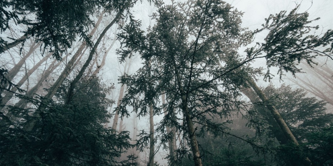 Photo credit: Trees in a forest (Photo by Hugo Clément on Unsplash)