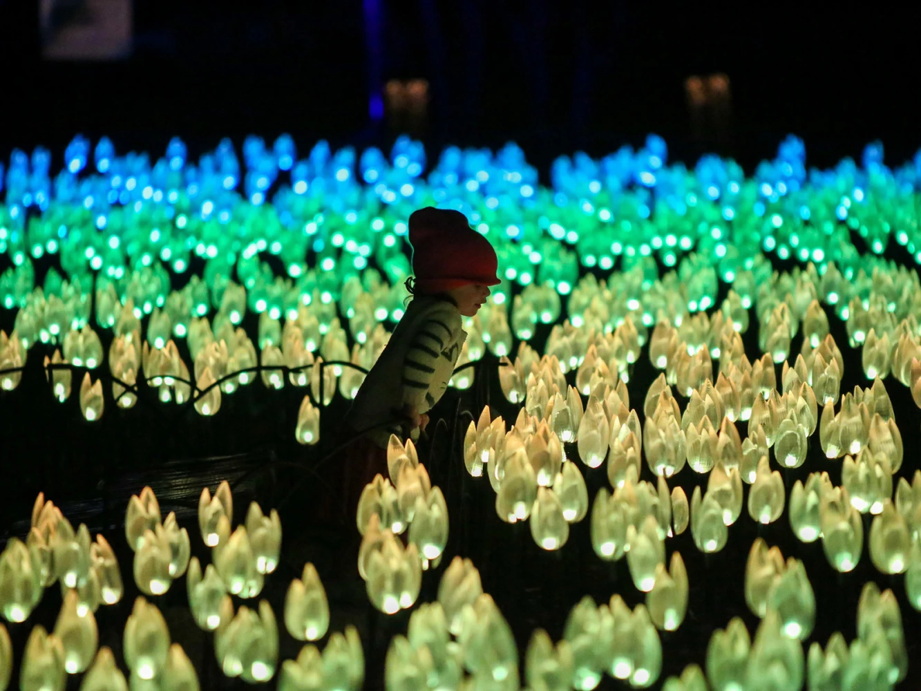 Descanso Gardens — Enchanted Forest of Light: What to expect - 3