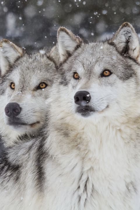 National Geographic Live: Wild Wolves of Yellowstone show poster