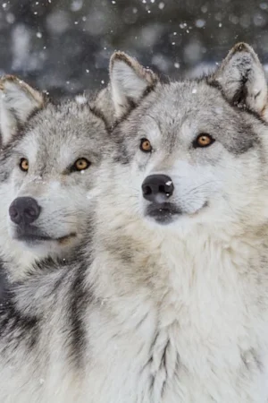 National Geographic Live: Wild Wolves of Yellowstone tickets