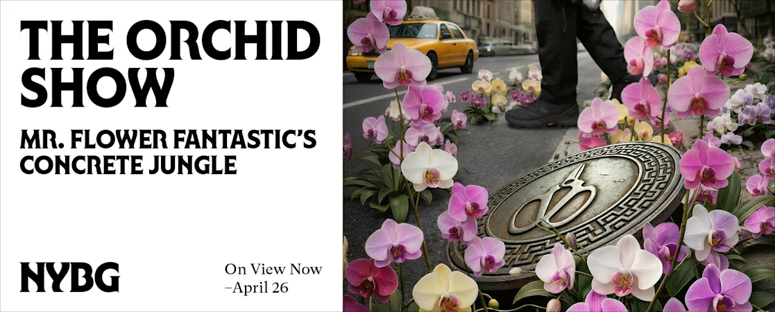 The Orchid Show: Mr. Flower Fantastic's Concrete Jungle