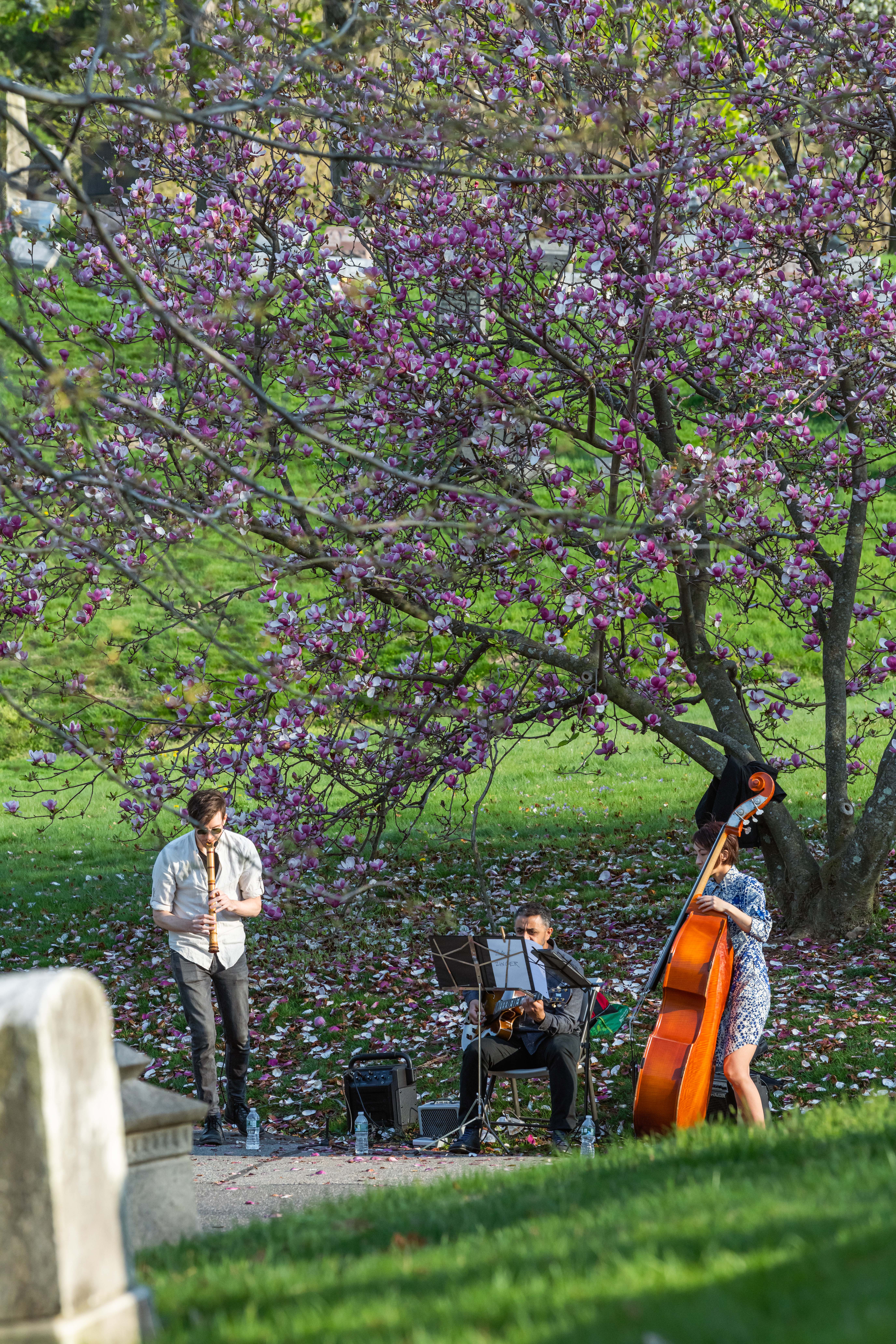 Hanami Festival: What to expect - 3