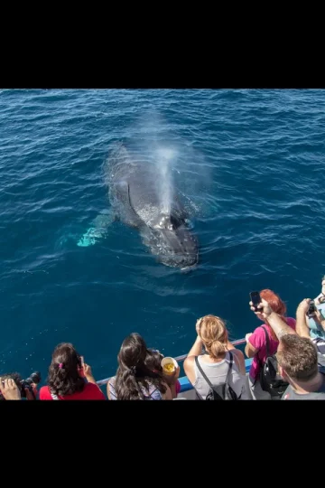 Whale Watching & Dolphin Cruises With Newport Landing Tickets
