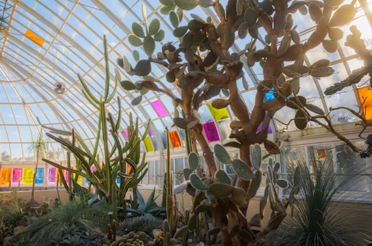 A greenhouse interior with a tall cactus, various succulents, and colorful stained glass panels on the ceiling.