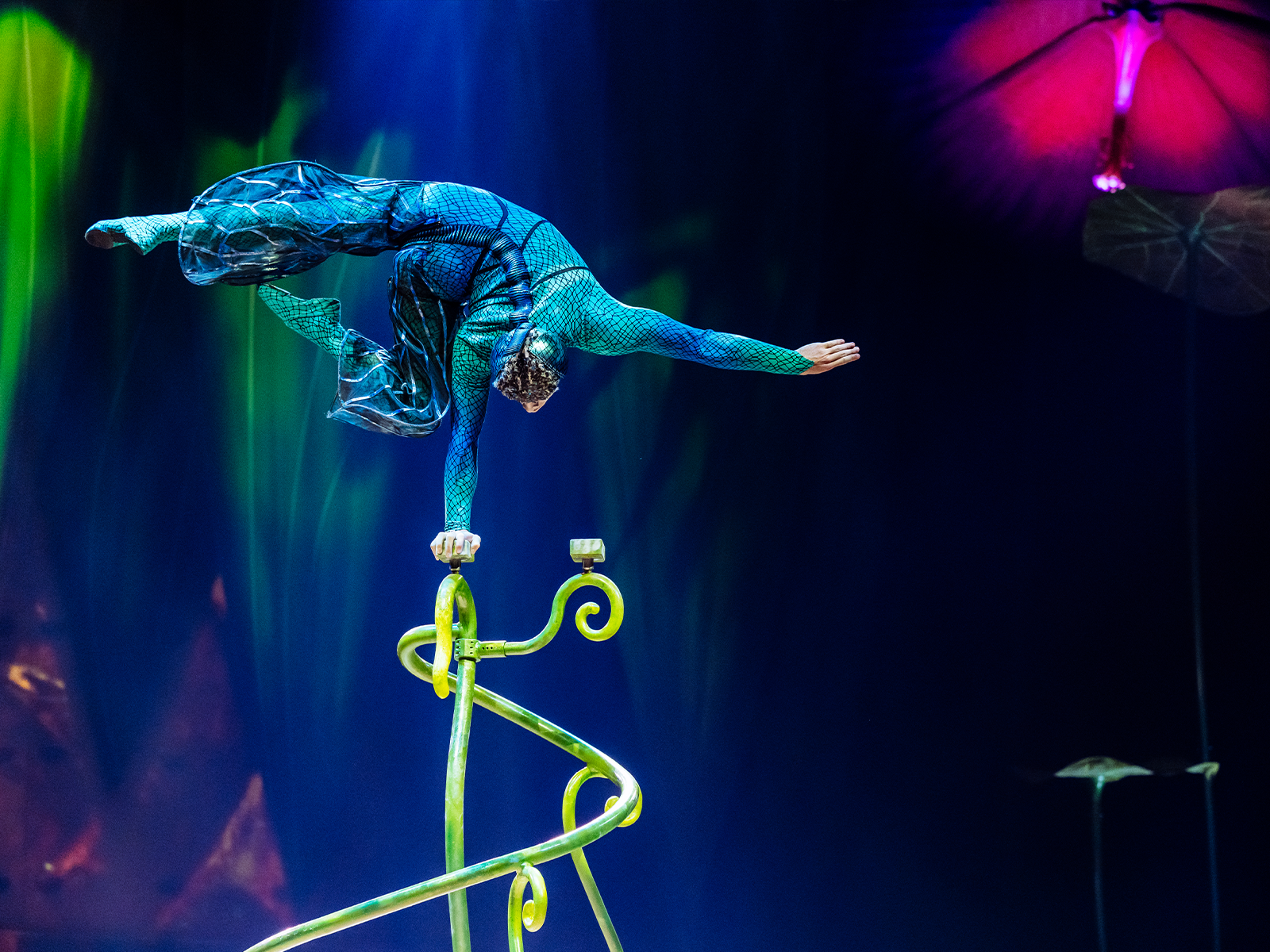 Cirque du Soleil - Ovo photo from the show