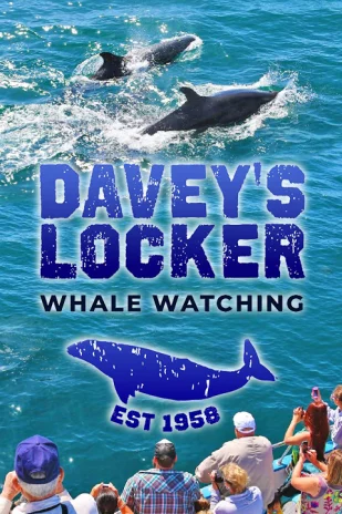 Whale and Dolphin Watching Cruises With Davey's Locker Tickets
