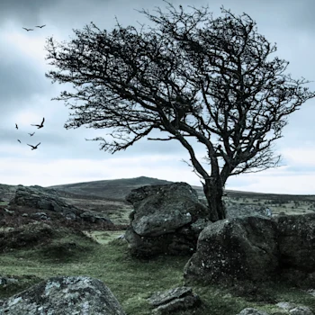 Wuthering Heights
